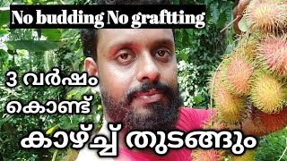 How to grow a good rambutan seedling from seed /വിത്തിൽ നിന്നും  ഒരു നല്ല റംബുട്ടാൻ തൈ