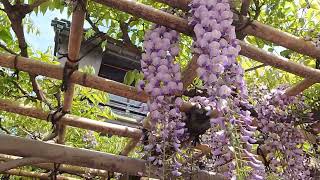 亀戸天神前本店　船橋屋　藤の花　Wisteria floribunda