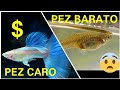 HOW TO KNOW THE DIFFERENCES BETWEEN AN EXPENSIVE FISH AND A CHEAP ONE