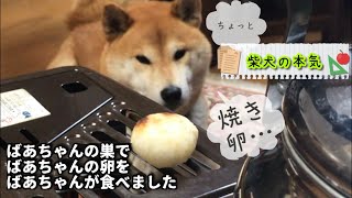 【柴犬 】ばあちゃんの巣で見たばあちゃんの産卵！それを焼いて食べるばあちゃんは完全自給自足だと思った柴犬の本気【shiba inu】