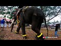 പഴയ പ്രൗഡിയോടെ ചിറക്കര ശ്രീറാം chirakkara sreeram koonambaikulam utsavam kerala elephants