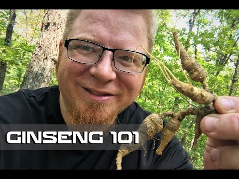 Where can you find ginseng?