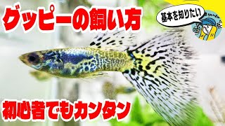 【アクアリウム】初心者でも簡単グッピーの飼い方（意外と知らないグッピーの基本や飼い方、繁殖方法までを初心者目線で解説していきます）