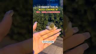 女子在路边捡到一只小鸟，确认无人认领后带回了家。网友：它就是上天派来陪你的吧#暖心一幕 #动物救助