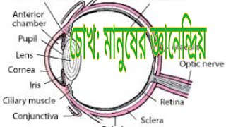 চোখ: মানুষের জ্ঞানেন্দ্রিয় part-1, Structure of Eye; Eye; মানুষের চোখের গঠন; চোখ