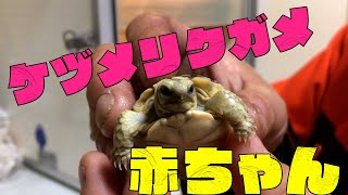 密着パンク町田の仕事ケヅメリクガメの赤ちゃん誕生