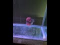 Buying a new FLOWERHORN Fish!! | Flowerhorn Hobbyist