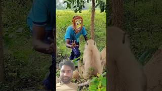 #monkey #funny #comedy #animals #lion #song pt 12 🎯❤️❤️❤️🎯🎯🎯 #telugu #music