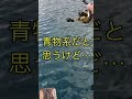 【チヌ筏・かかり釣り】釣れたアジ 泳がせてみたら… 何か喰ってきた！？ 三重古和浦 誠久丸 にて！！ shorts