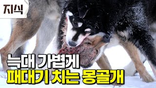 늑대가 나타나자마자 달려들어서 우리를 지켰죠 몽골의 개 방카르가 가축과 주인을 보호하는 방법 #역사 #EBS지식