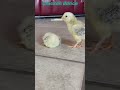 Chicken dance tutorial