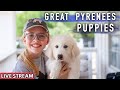 Great Pyrenees Puppies - 11 Weeks Old - Livestock Guardian Dogs