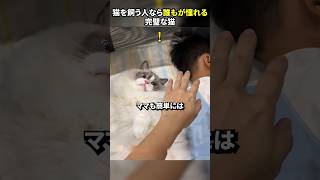 猫を飼う人なら誰もが憧れる完璧な猫