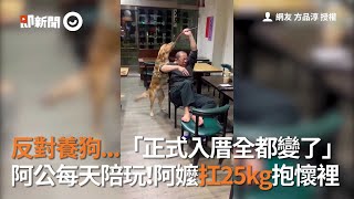 新北阿公阿嬤反對養狗 等黃金獵犬入厝直接真香 把毛小孩當金孫寵每天陪玩｜寵物｜阿金｜Golden Retriever