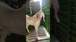 Zaahi Goat Farm Virar Sojat Bakra