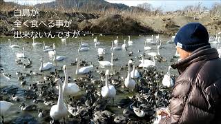 あぶくま親水公園の白鳥とカモ