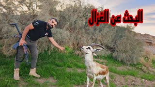 حركات الغزال المذهلة في البرية #ارام_موسى