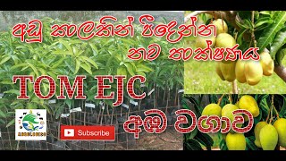 TJC අඹ වගාව සඳහා නව කෘෂි තාක්ෂණයේ භාවිතය  How to Grow Tom EJC Mango with New Agriculture Techniques.