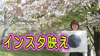 空気砲で桜の花びら散らせてみた！！【絶景】/ 米村でんじろう[公式]/science experiments