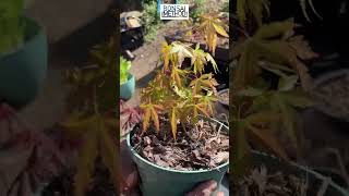 Hidden Japanese Maple Bonsai Garden | 1Min or Less