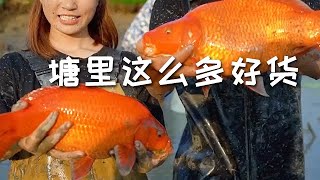 【戶外捕魚VLOG】花1300包下一口因為澆地沒水的魚塘，沒想到塘裏這麼多好貨...#三農