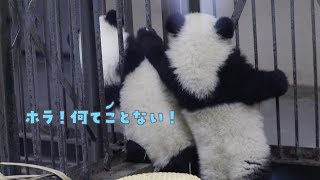 猫は液体だと言うけれど… パンダはモコモコでも、太っているわけではない！| iPanda パンダ楽園