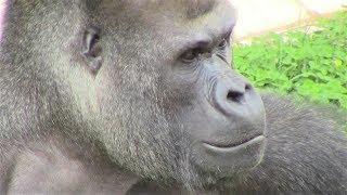 シャバーニ家族 227 Shabani family gorilla