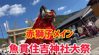 【天草】令和5年・魚貫住吉神社大祭「噛まれると賢くなる」と言い伝えられる「赤獅子」が恐すぎる【あまくさもん】