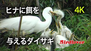 ヒナに頭をかじられる・ダイサギの子育て・字幕付き / Eastern great egret