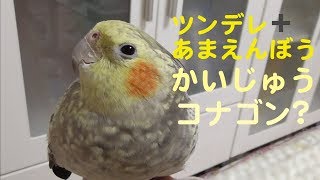 あまえんぼう怪獣　オカメインコ