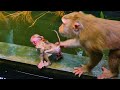 O.M.G !! S-adness Action Of Baby LEO Almost R.!.P While Mom LIBBY Train Him In Pool || P!tiful LEO