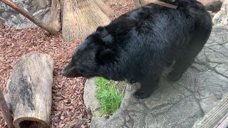 ツキノワグマのようすです。【2023年2月1日】【上野動物園】