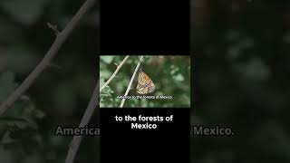 Incredible Monarch Migration  3000 Miles Journy