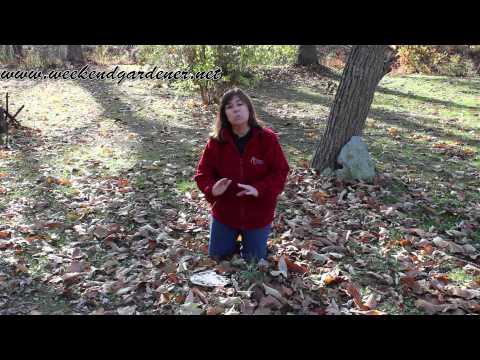 How do you kill a tree stump with rock salt?