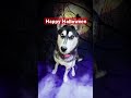 Happy Halloween #funnydogvideos #puppy #pets #pets #funny #halloween