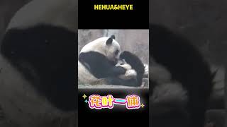 相亲相爱的花叶姐妹 #pandacub #funny #giantpanda #cute #pandachina #animals #cutepanda #zoo #パンダちゃん #パンダちゃん