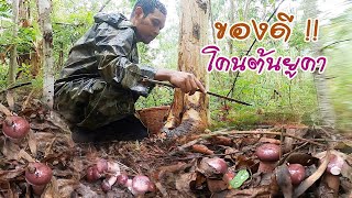 หาเห็ดแข่งฝน แข่งฟ้า !! เก็บเห็ดขม เห็ดยูคา เห็ดเยอะ คนก็เยอะ ฝนก็ตก แต่สนุกดี บรรยากาศชุ่มฉ่ำ