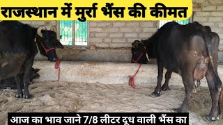 #राजस्थान में मुर्रा भैंस की कीमत 7/8लीटर वाली भैंस का आज का भाव 24/02/2025