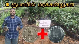 எந்த செடி வாங்கினாலும் 3,7 ரூபாய் தான் || Isha Nursery Garden Madurai #nursery #garden #gardening