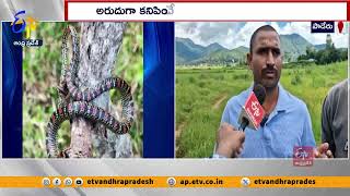 పాడేరులో కనిపించిన ఎగిరే పాము | A Flying Snake Seen in Paderu