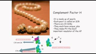 Complement Factor H (SCRs)