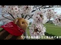 おの桜づつみ回廊　 おおべ逆さ桜＃関西no１の＃桜の名所　🌸ぬい撮り　高画質　桜のリフレクション