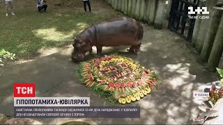 У Таїланді відсвяткувала ювілей найстарша гіпопотамиха