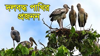 দলবদ্ধ পাখির প্রজনন | Breeding of Birds |2022| ***Birds of Bangladesh***