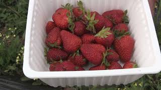 Reportage : La fraise péï !