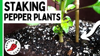 Staking  Pepper Plants - How To Support Peppers - Pepper Geek