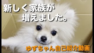 ポメラニアンの子犬をお迎えしました！新しい家族のご紹介！