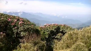 1050513合歡主峰玉山杜鵑花況