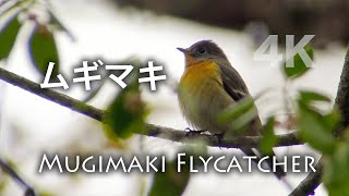 野鳥撮影・ 【野鳥動画】戸隠森林植物園のムギマキ・パート２