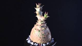 Pachypodium baronii var. windsorii